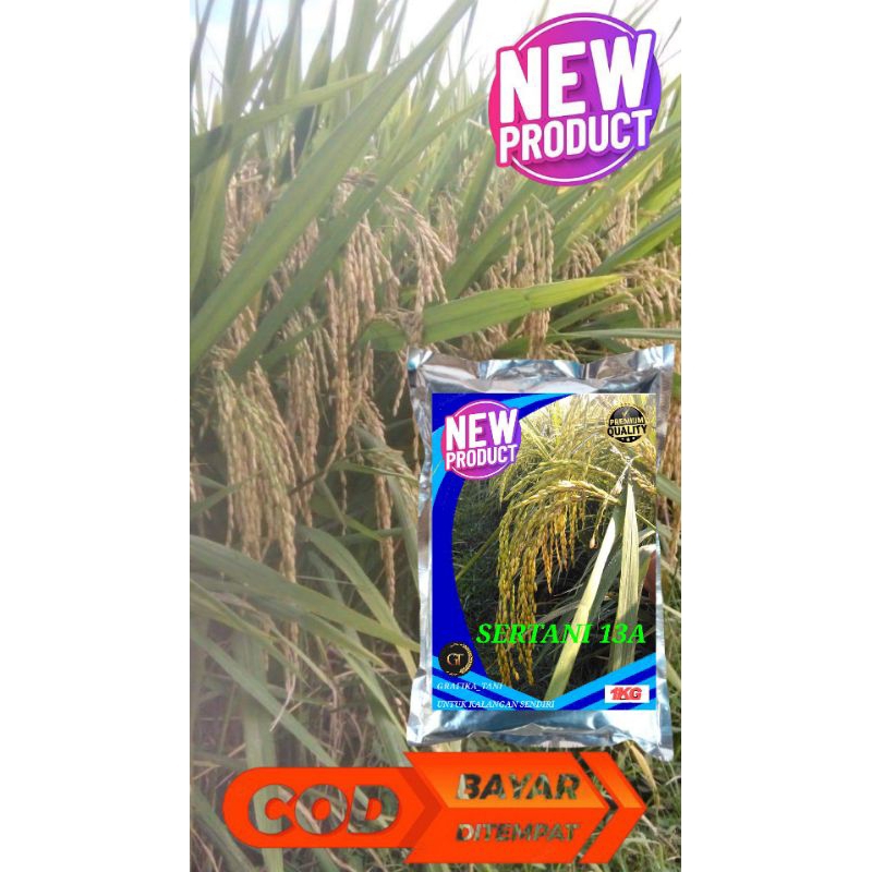 BENIH PADI SERTANI 13A KEMASAN 1KG