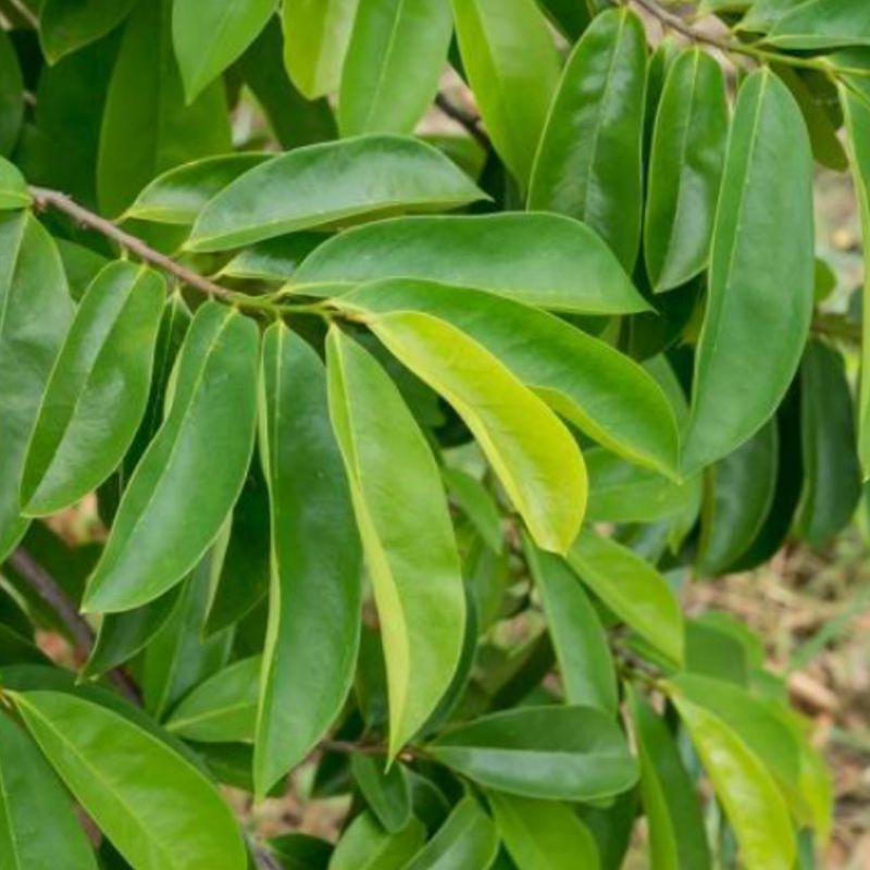 

Daun Sirsak Segar 100 lembar Daun Sirsak Herbal