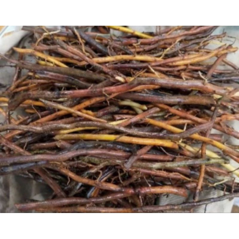 

Akar aren / akar kawung segar basah herbal alami 500gram isi banyak