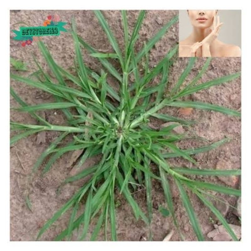 

Rumput belulang/rumput jampang per 500gr
