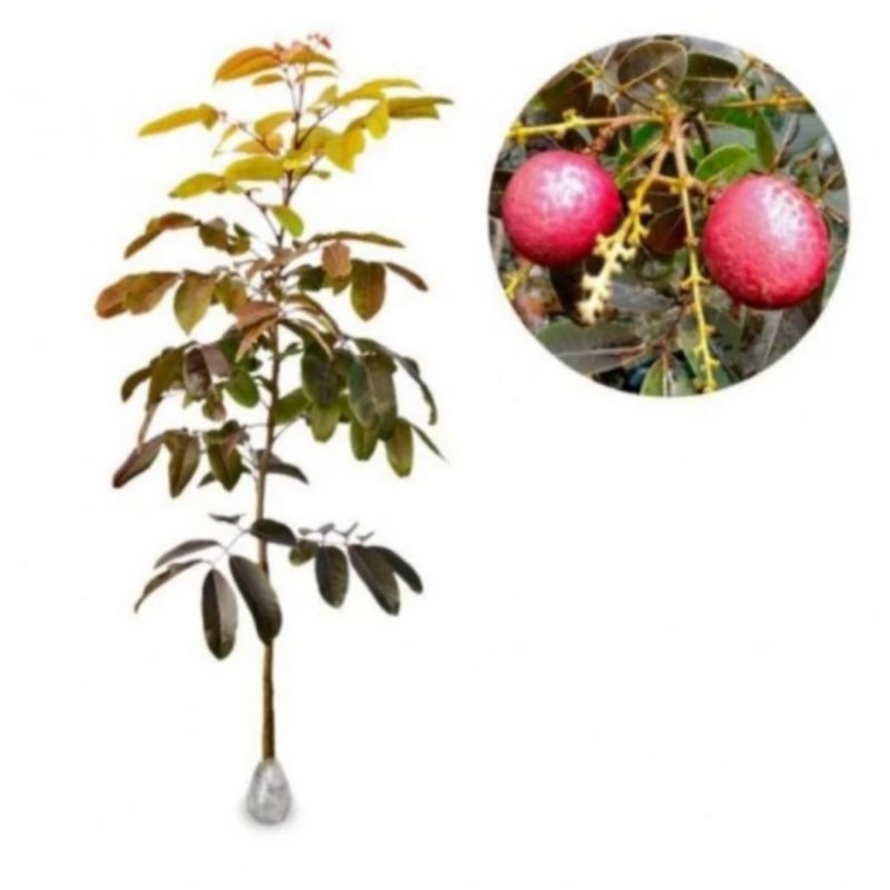 bibit kelengkeng merah okulasi siap berbuah