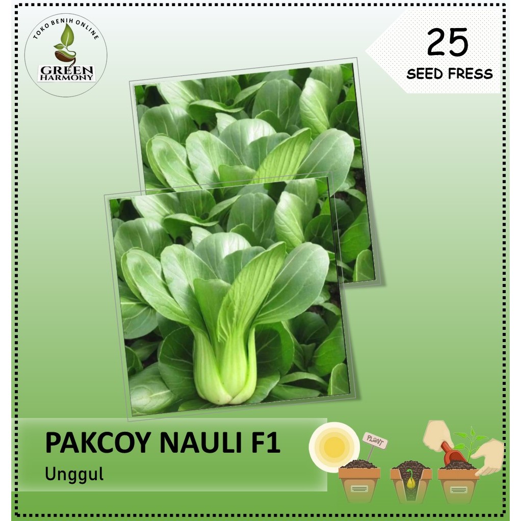 Benih Bibit Sayuran Pakcoy NAULI F1