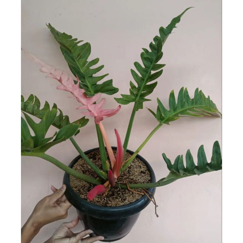 phillodendron gergaji/phillo crocodile 3-5 tangkai daun gd dewasa promo murah