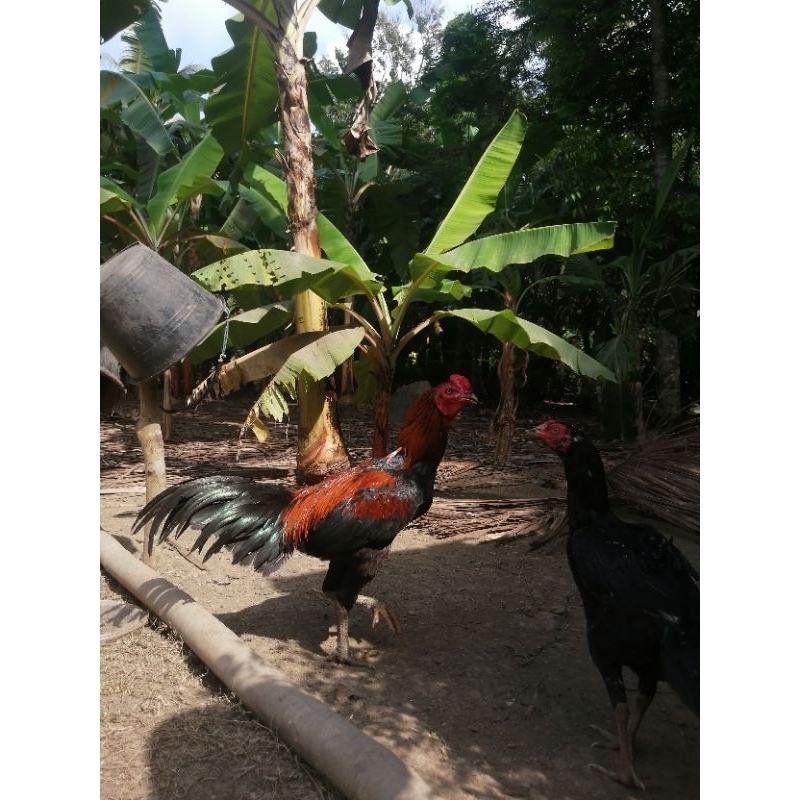 Ayam Bangkok Kebumen DOC Anakan