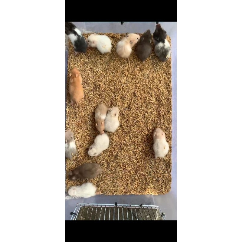 Hamster Syrian sehat jinak