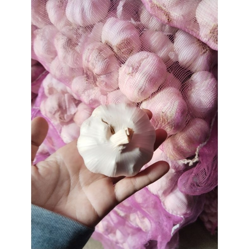 

Bawang Putih Jumbo 1 Kg