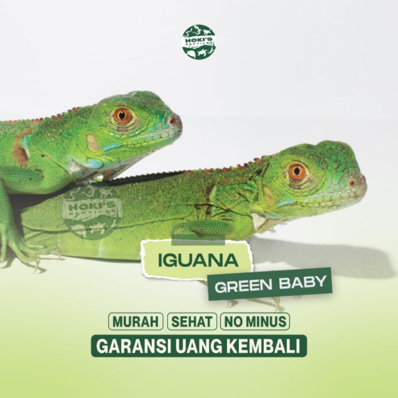 PELER IGUANA GREEN BABY SEHAT RAKUS NO MINUS GARANSI