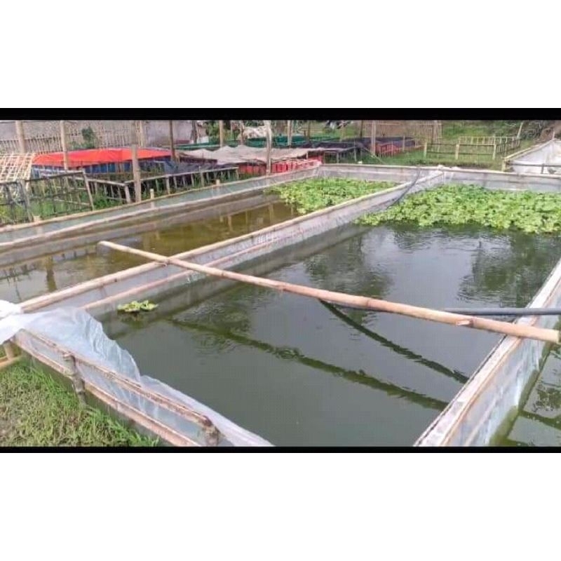 plastik uv 200 micro 7x8 mtr