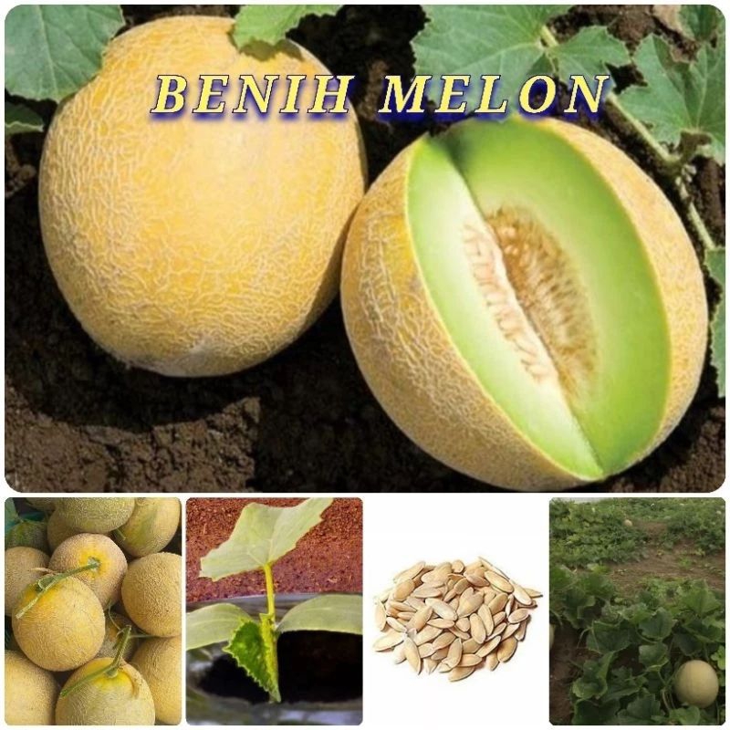 PROMO 50 BENIH MELON MADU MANIS JUMBO F1 BIBIT BUAH UNGGULAN tu
