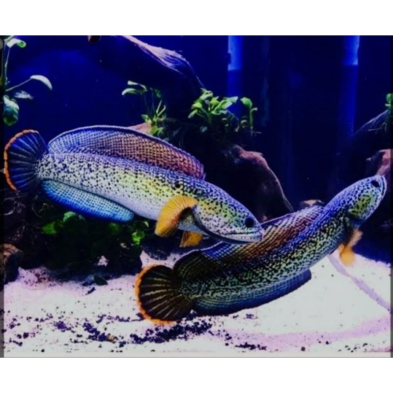 chana Barca 1pair great A+ uk 8-10 cm