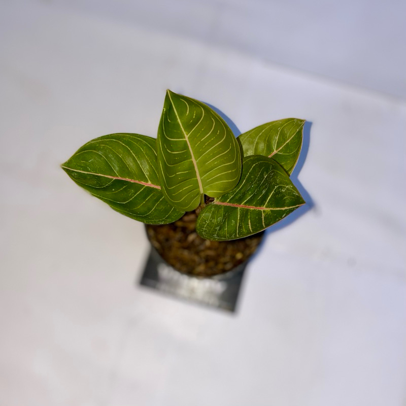 Aglaonema Black Moonlight Gerhana
