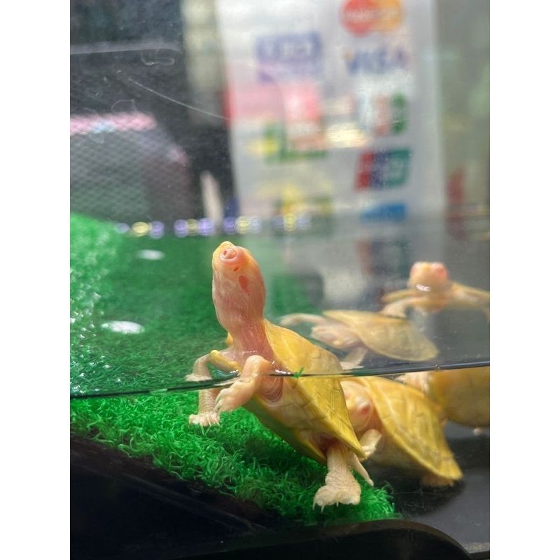 KURA KURA RES ALBINO 4CM 4.5CM