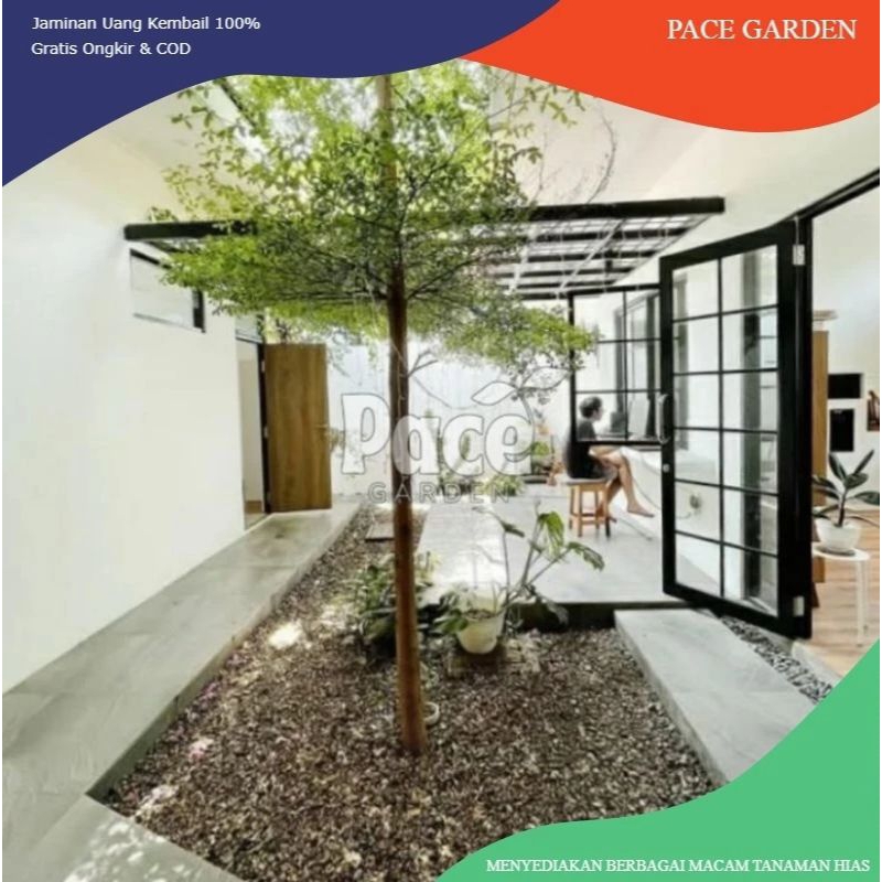 Pohon Ketapang kencana 2m | Ketapang kencana dewasa