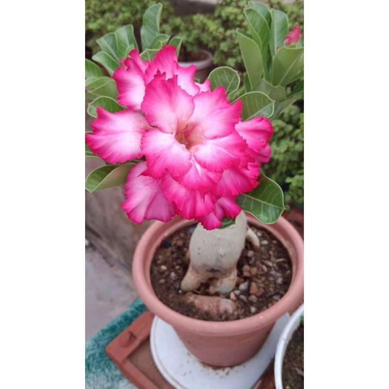 Promo Murah COD bonsai adenium bunga pink - adenium bunga pink - bonsai adenium