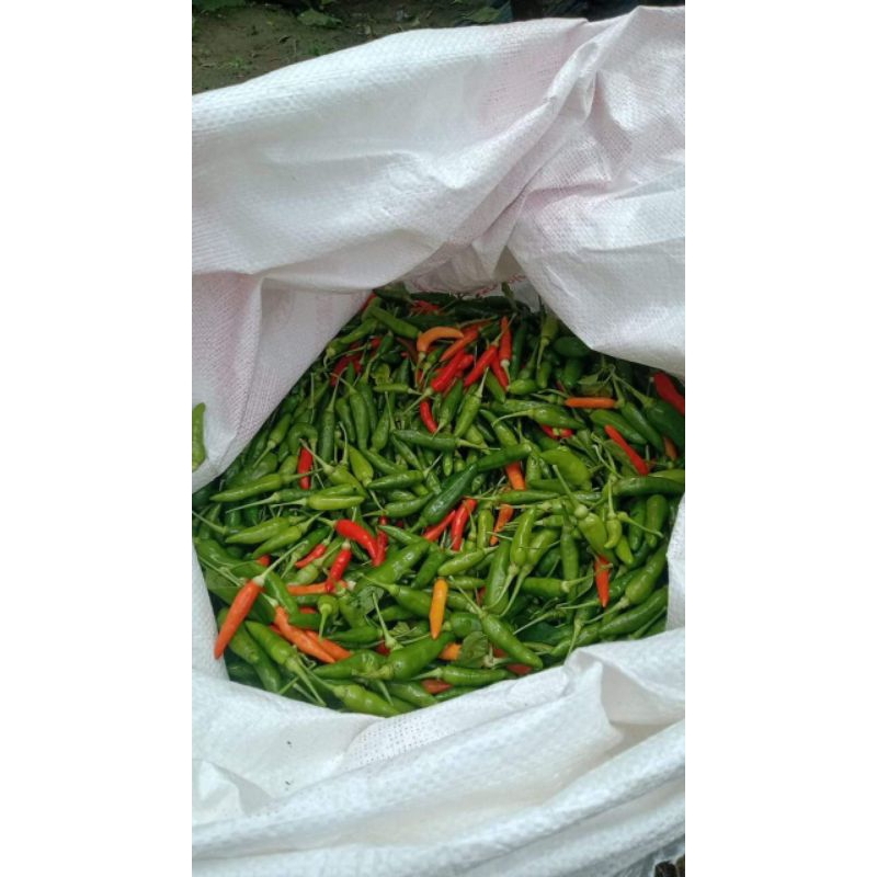 

cabe rawit hijau di petik langsung dari petani cabe racung cabe caplak