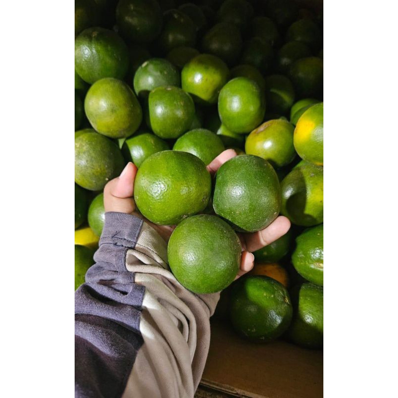 

JERUK PERAS PONTI SEGAR SUPER 1KG PAS BUAT TAMBAH VITAMIN C