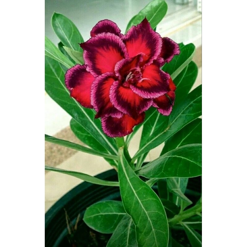 Promo Murah COD bibit bonsai adenium bunga tumpuk merah - adenium bunga  - bonsai adenium