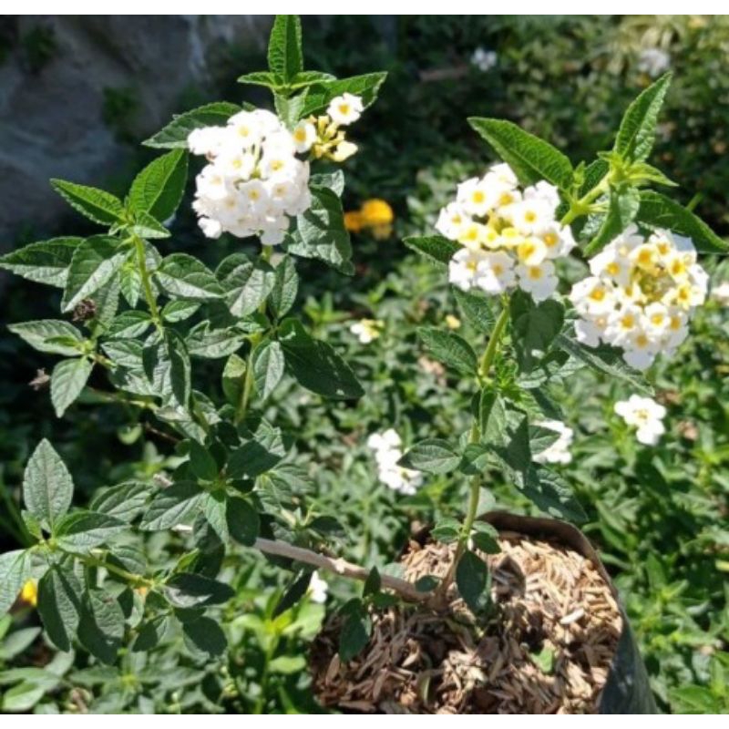 BUNGA LANTANA BUNGA PUTIH / TANAMAN HIAS LANTANA PUTIH