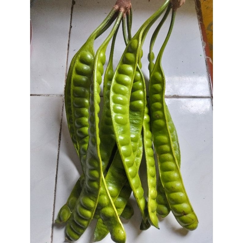 

fresh petai sedang per 1 papan