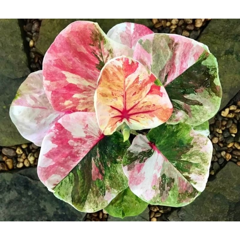 Tanaman Hias Keladi Tissu TreColour Bunga Hias Keladi Caladium Anakan Murah BUKAN BONGGOL Tanaman Hi