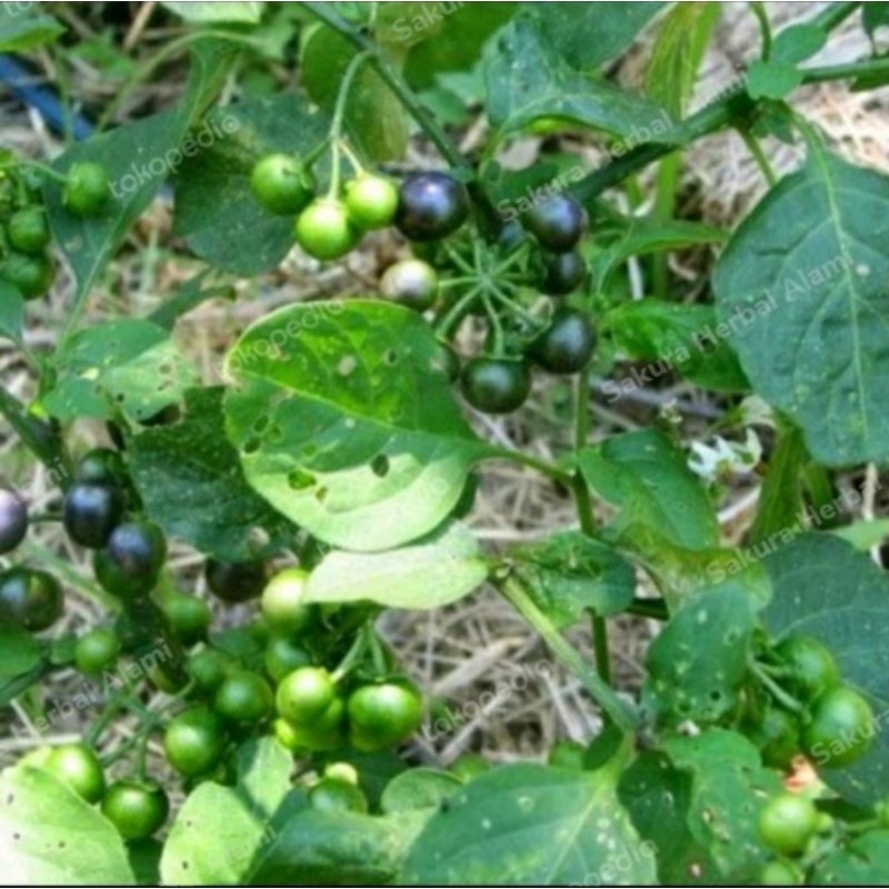 

buah leunca sayur segar 100 gram