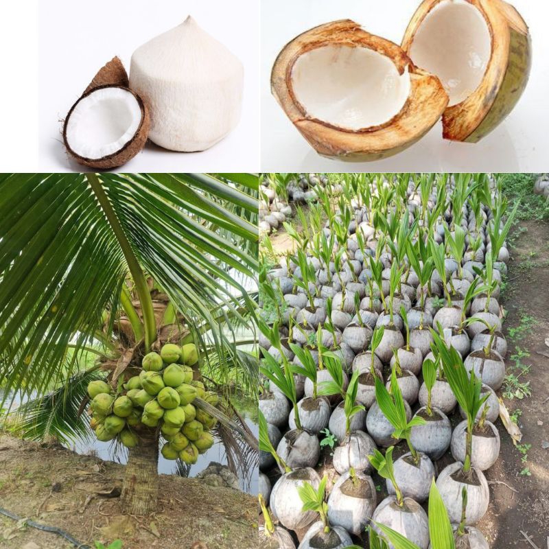 Bibit Kelapa Kopyor Genjah, Bibit Kelapa Kopyor Madu, Bibit Kelapa Kopyor Asli