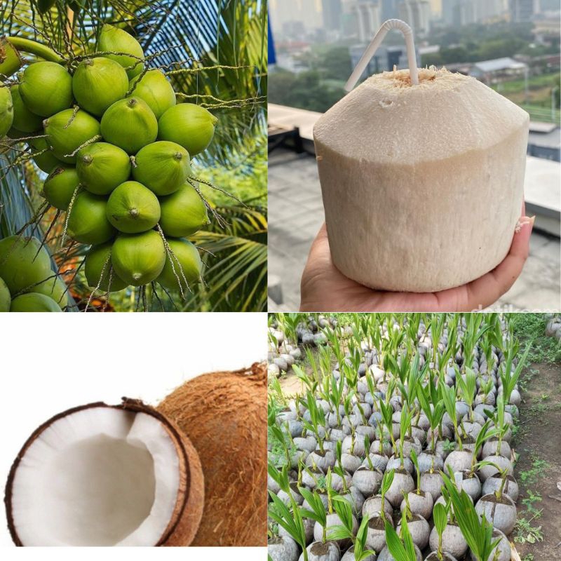Bibit Kelapa Hijau, Bibit Kelapa Hijau Pendek, Bibit Kelapa Hijau Asli