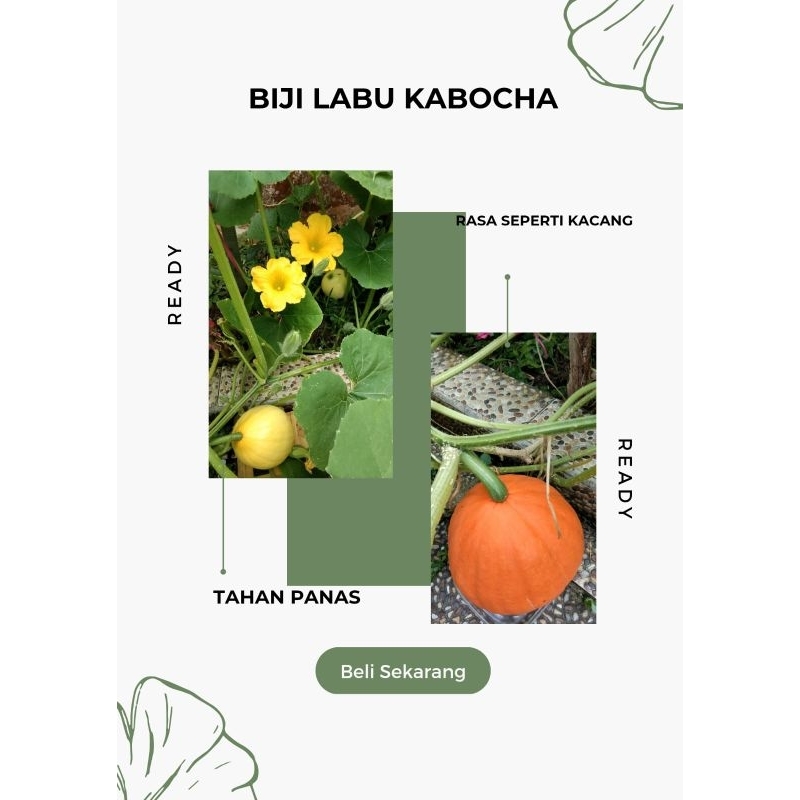 

Labu kabocha