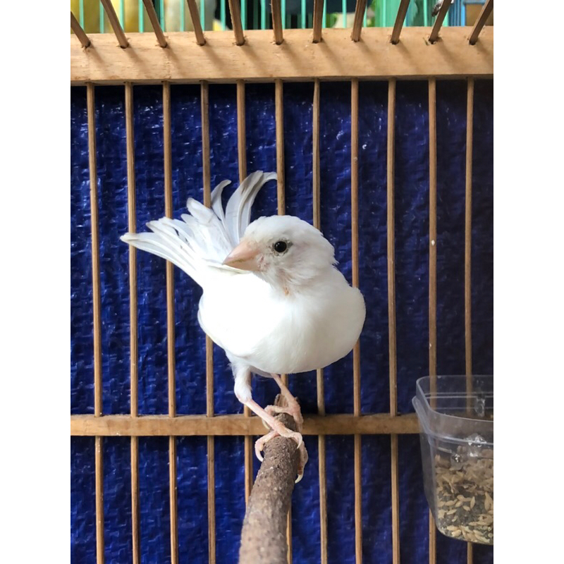 KENARI PUTIH BETINA SIAPAN KENARI POCONG