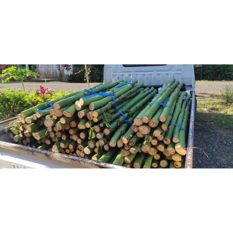 bibit pohon randu pohon kapuk bahan bantal 1kg