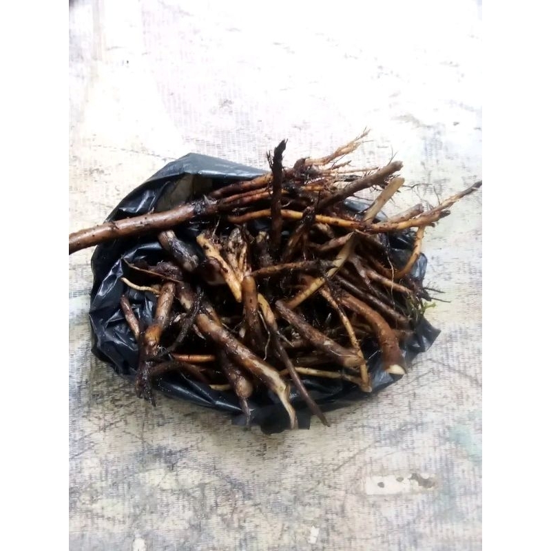 

AKAR POHON PINANG HERBAL FRESH 100Gr