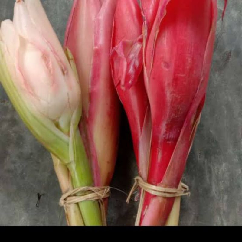 

Kincung/bunga rias/kecombrang/honje