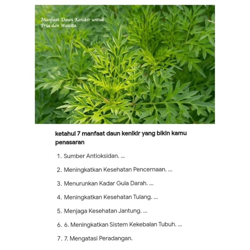 

250 GRAM DAUN KENIKIR / CUKRA CAKRI FRESH