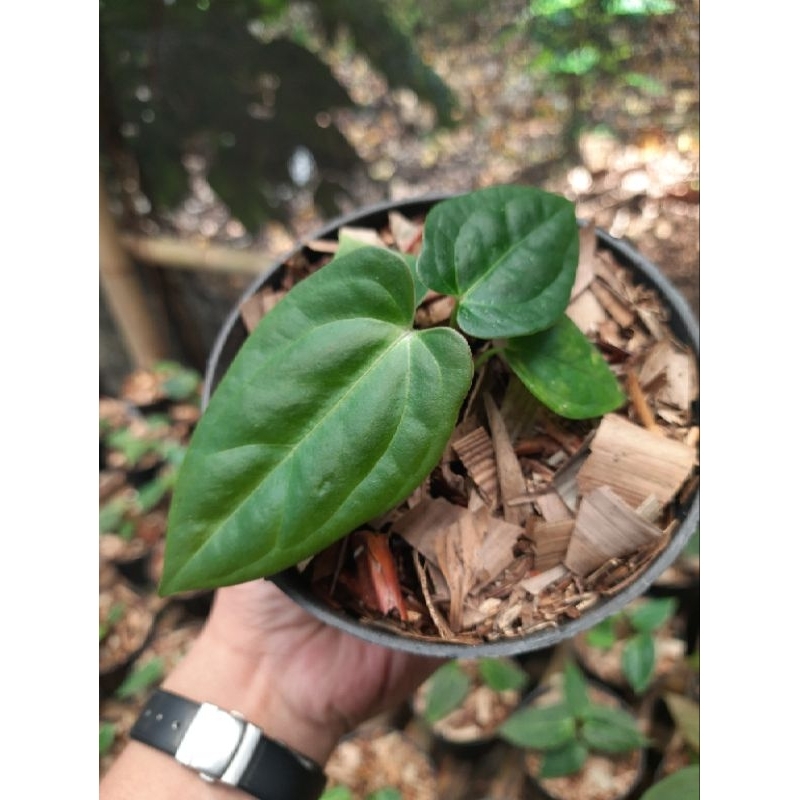 anthurium papillilaminum x luxurian