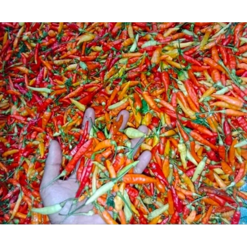

cabe/cabai rawit ori 1kg