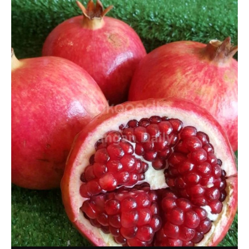 

bibit delima merah