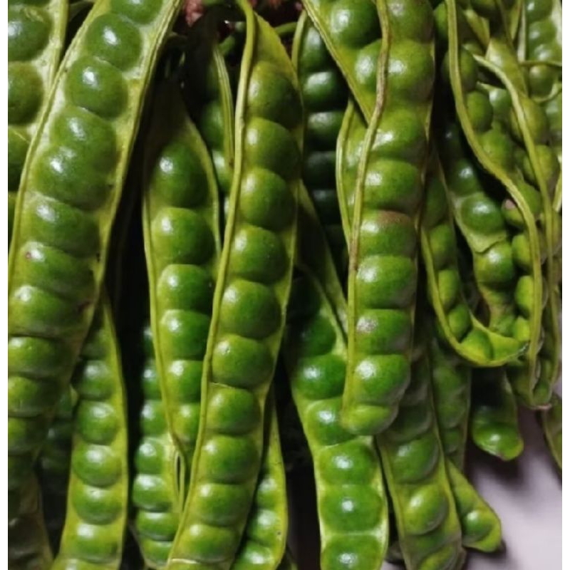 

pete pendek satu ikat isi 15 papan