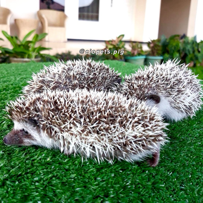 Landak Mini (Hedgehog) | Lokasi Palembang