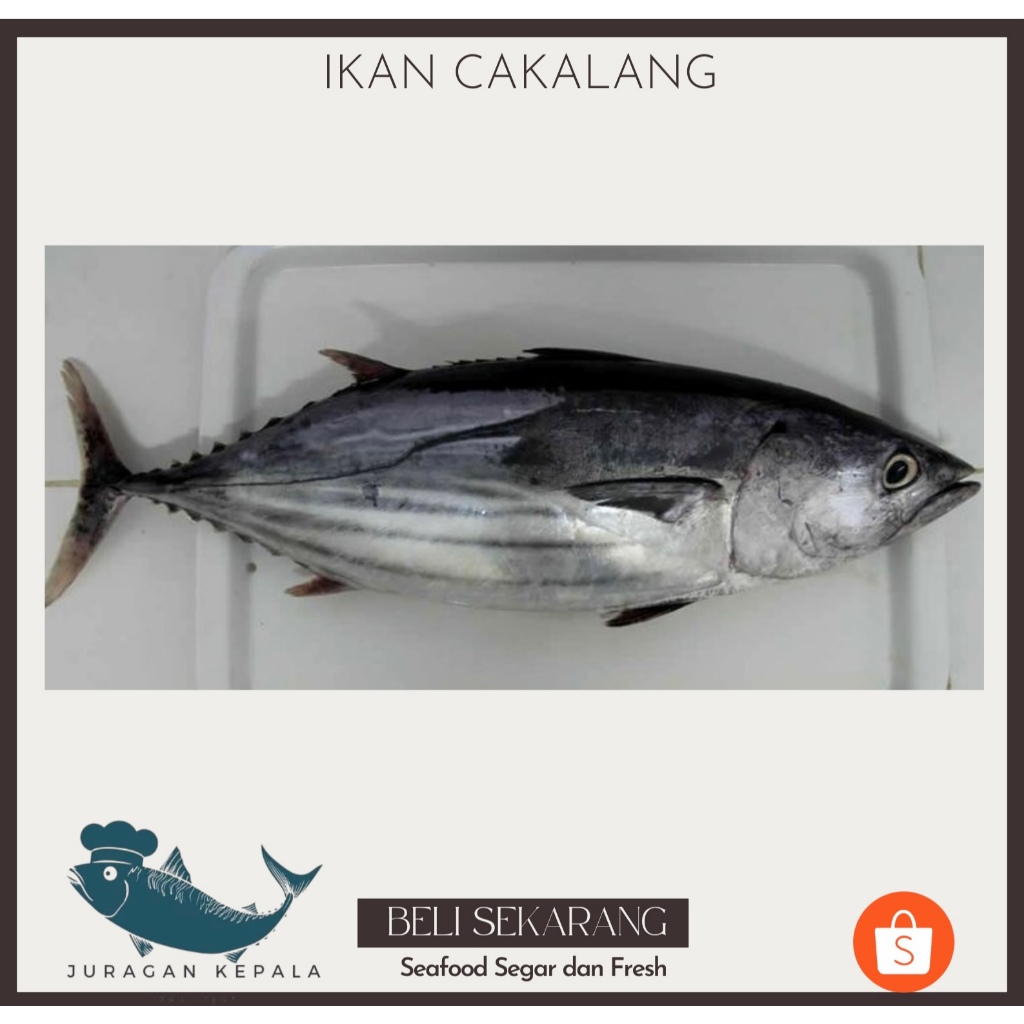 

IKAN CAKALANG BEKU 1 KG