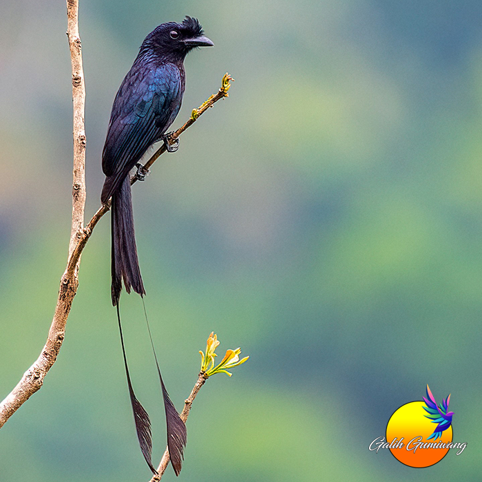 Burung Srigunting Kantil Srikantil