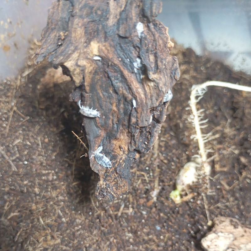 dairy cow isopod isopoda porcellio, powder blue variasi dairy cow, murah terrarium vivarium