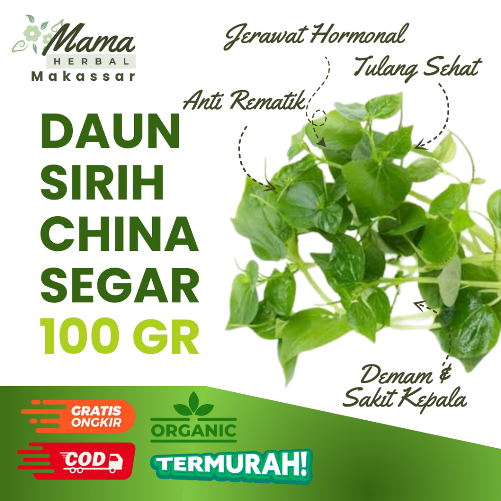 

Daun Sirih China Segar 100 gram Ketumpang Air Cina Fresh Baru Petik Herbal Anti Jerawat COD Makassar