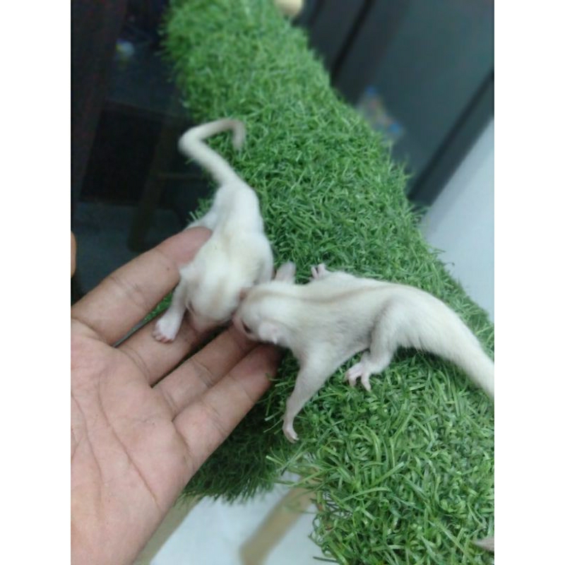 sugar glider creamino