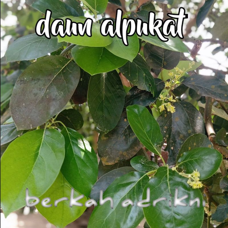 

daun alpukat daun herbal (50pcs)