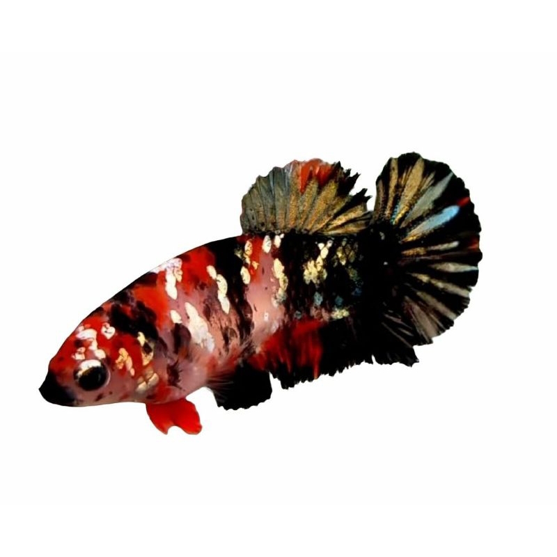 fimel red koi Cooper