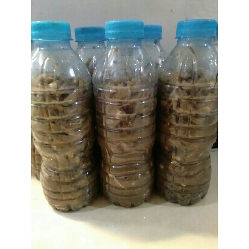 

Rusip Ikan Teri,Buduk,Oukang Koi,Teri koi Asli Pontianak