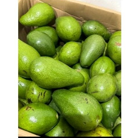 

Alpukat Mentega (KG)