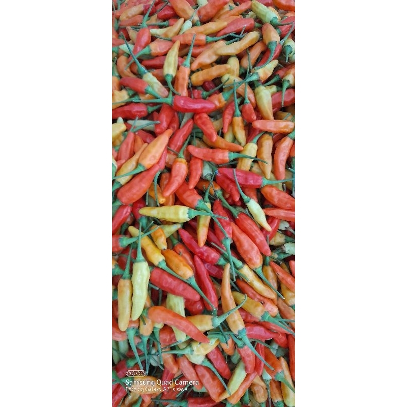 

cabe rawit merah ori fress