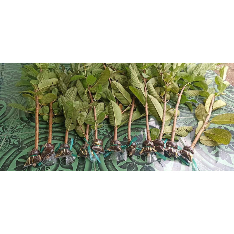 

jambu kristal merah jumbo kecil