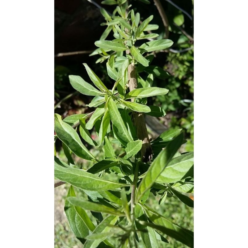 

GANDARUSA FRES 100gram